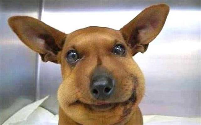 最新毒蜂,逆風(fēng)翱翔,學(xué)習(xí)鑄就自信與成就之巔