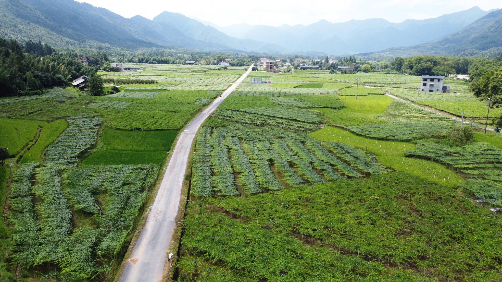 新文村,時代變遷下的文化繁榮與發展新篇章