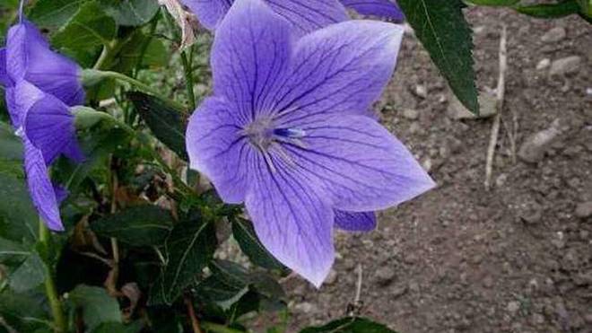 小紅書分享,桔梗最新價格動態??