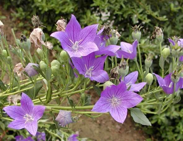 小紅書分享,桔梗最新價格動態??