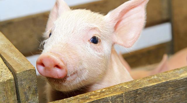 全國生豬最新行情深度解析與觀點闡述,今日市場趨勢分析