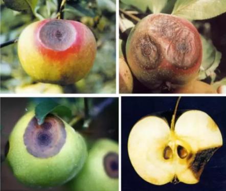 最新炭疽病治療藥物，變化、學習與信心的力量探索