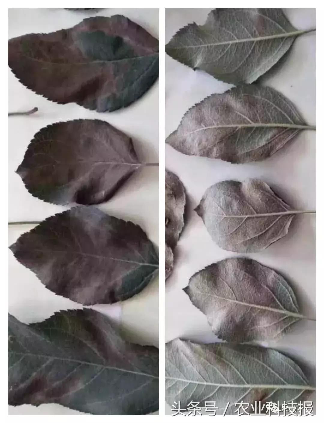 最新炭疽病治療藥物,變化、學習與信心的力量探索