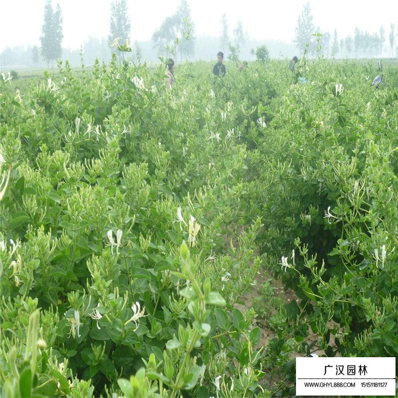 金銀花最新行情與機遇,價格變動中的自信與成就感之源