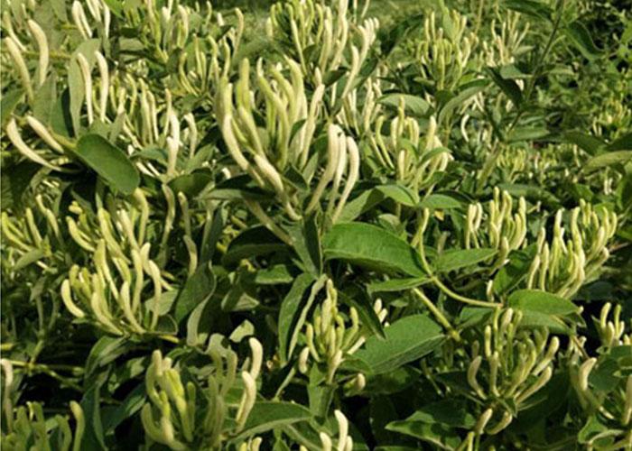 金銀花最新行情與機遇,價格變動中的自信與成就感之源