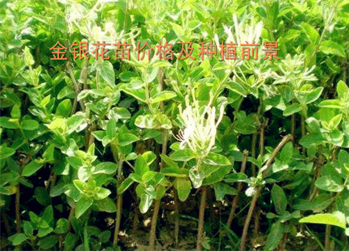 金銀花最新行情與機遇,價格變動中的自信與成就感之源