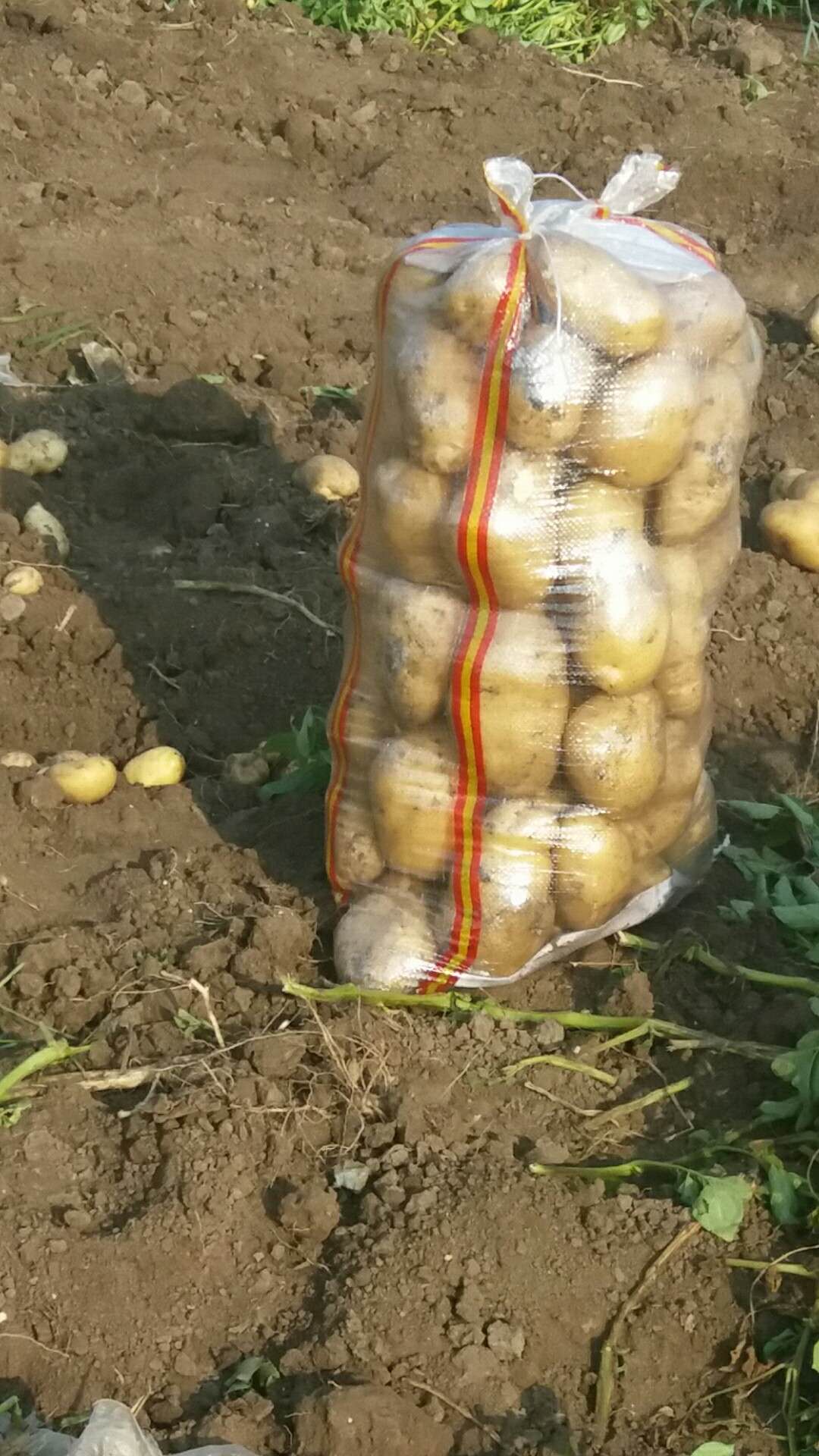 甘藍最新收購價格及獲取步驟指南