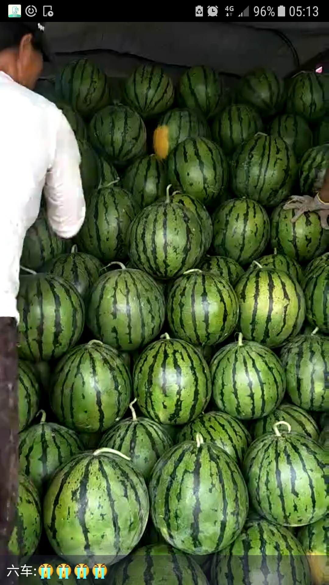 甘藍最新收購價格及獲取步驟指南