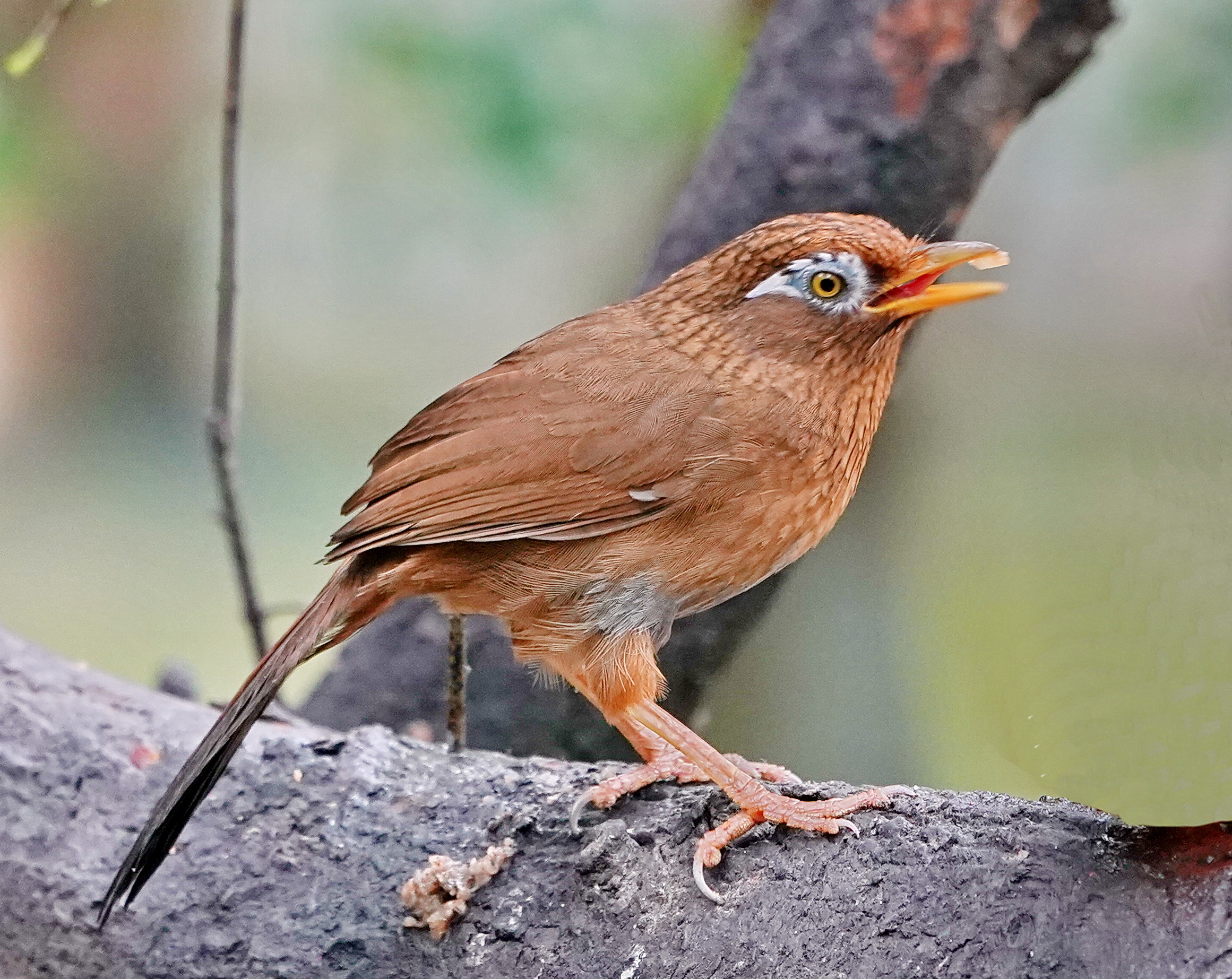 最新畫眉鳥,與自然美景的遨游,探尋內(nèi)心平和的旅程