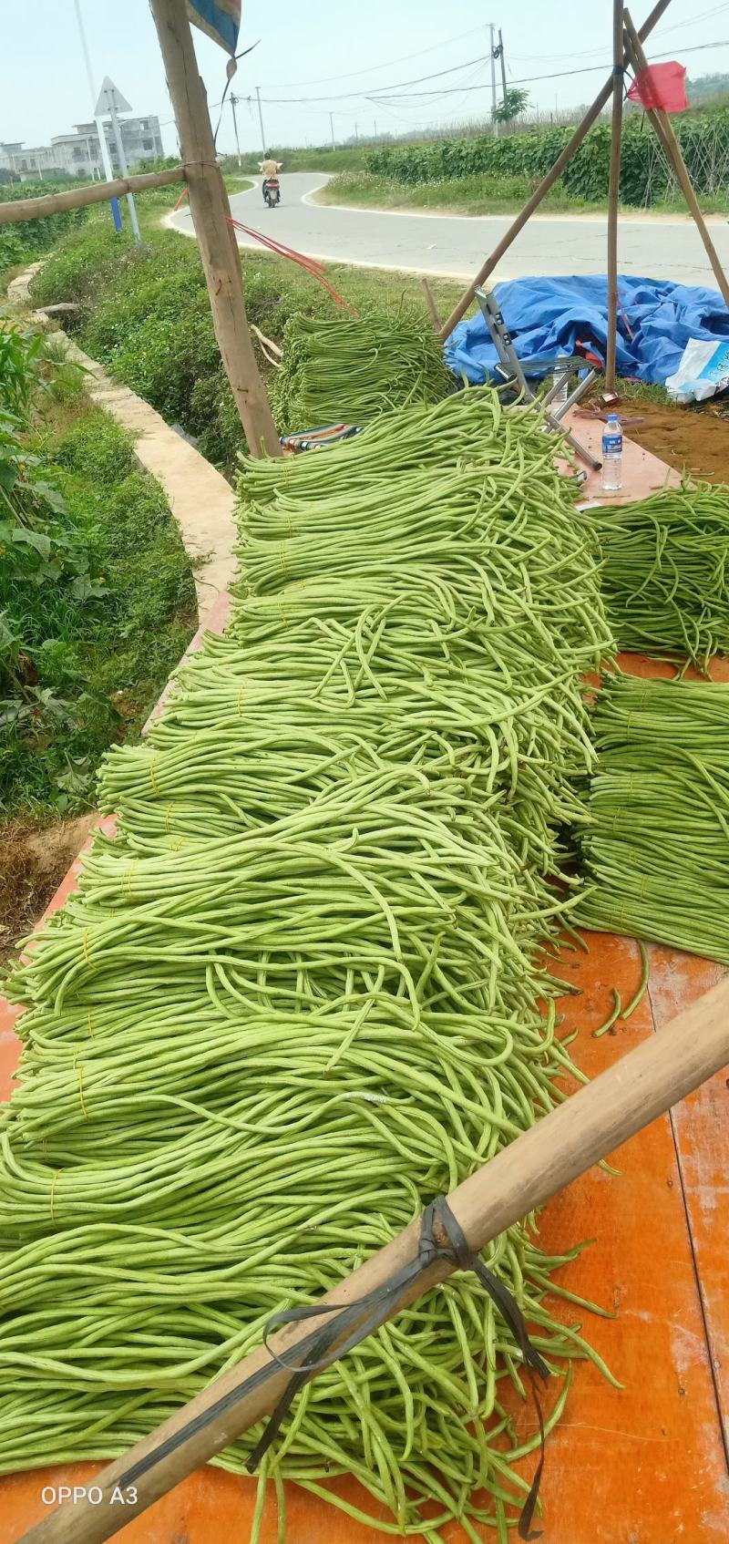 合浦豆角最新價格指南,獲取與比較豆角價格的方法及最新價格更新通知