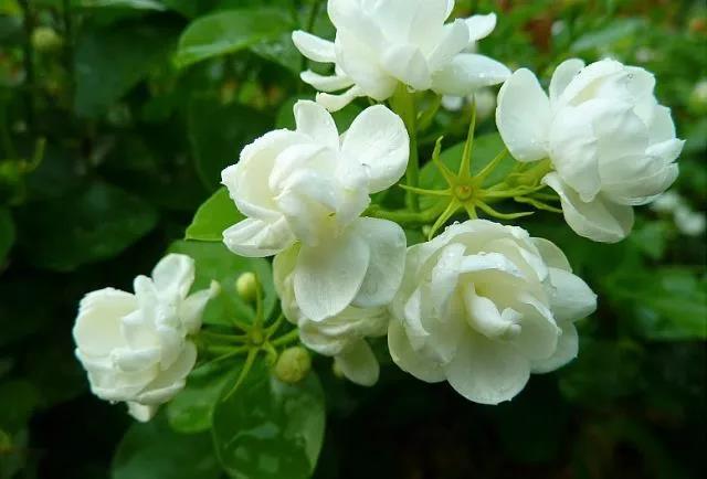 花香滿園最新章節獲取攻略,輕松閱讀新書章節的步驟