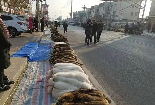 尚村貉子皮最新價格行情報告