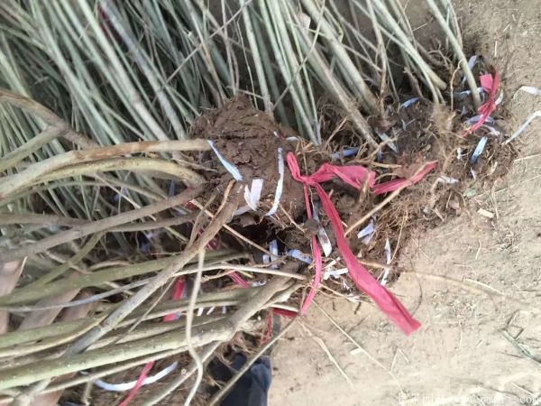 連翅最新價格深度解析,歷史背景、重要事件與地位探討