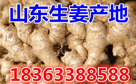 鮮姜最新價格揭秘，自然美景背后的旅行探索之旅