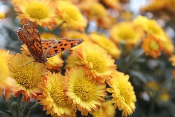 番茄最新作品，用學習之鑰，開啟自信與成就的大門