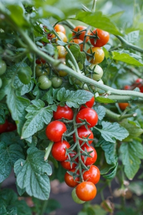 番茄最新作品,用學習之鑰,開啟自信與成就的大門