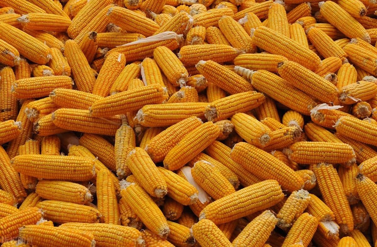 最新豆粕價格動態及走勢分析