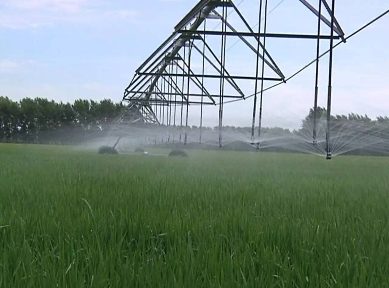 最新直播稻技術揭秘,小巷深處的稻田直播秘境探索