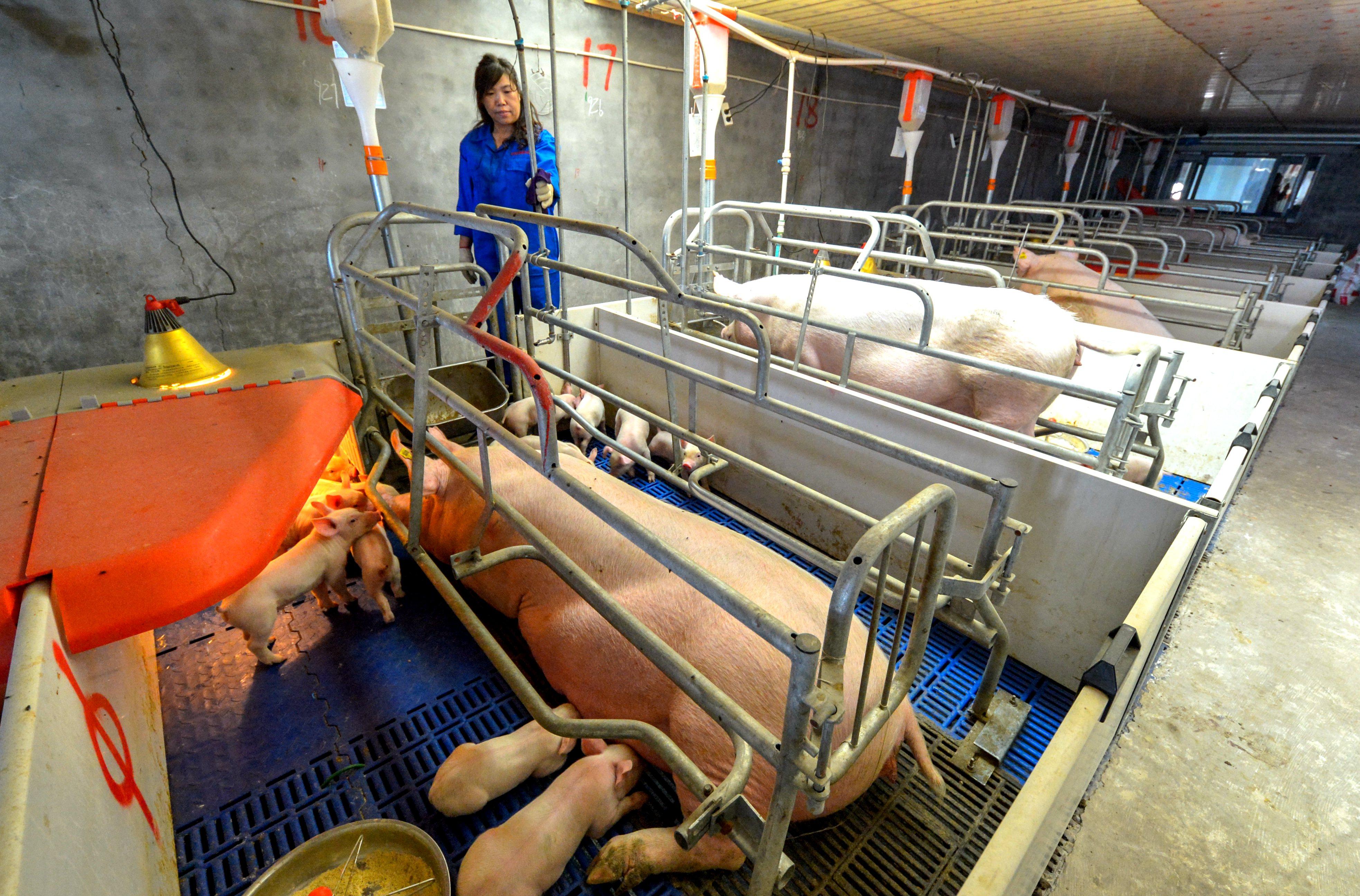 河北仔豬最新價(jià)格揭秘,小巷中的寶藏探索