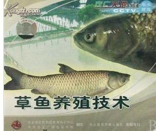 科技重塑漁業新時代,最新草魚養殖技術開啟智能養殖篇章