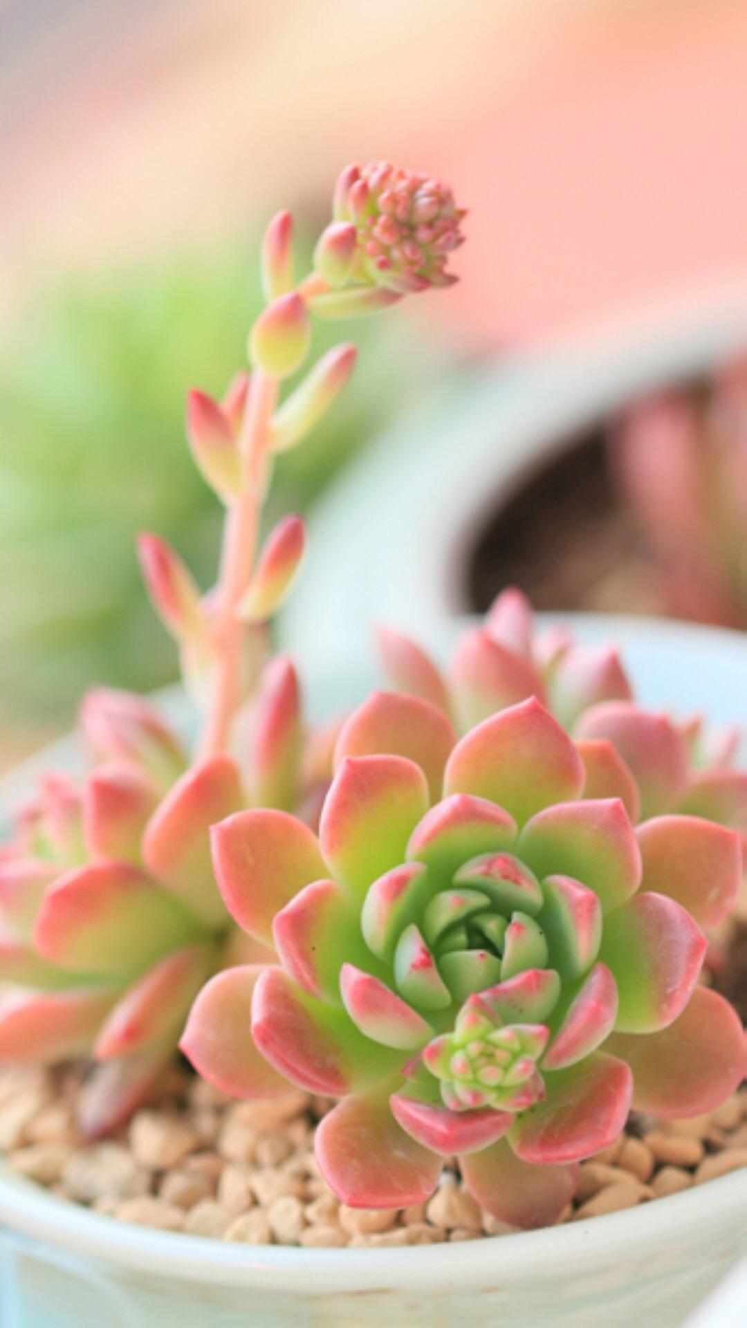 最新多肉植物,獨特的植物美學觀點探討