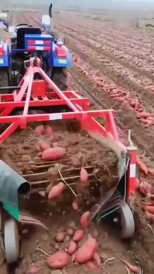 科技革新引領紅薯挖掘新紀元，最新挖紅薯機器亮相！