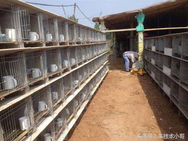 最新式兔籠,打造溫馨舒適的小天地,讓兔子樂享家園!