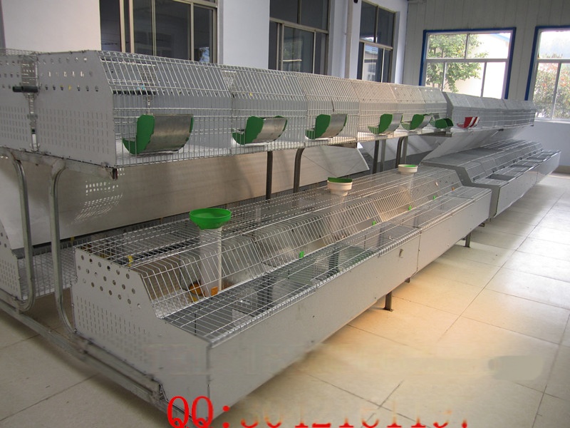 最新式兔籠,打造溫馨舒適的小天地,讓兔子樂享家園!