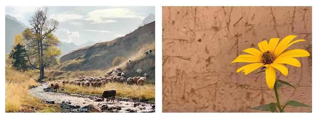 最新版PicsArt使用指南,輕松掌握圖片編輯技能