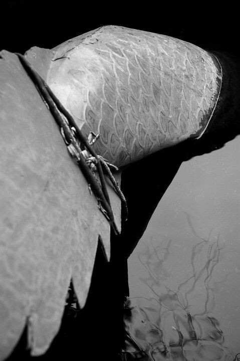 最新關于9yecao的探討與觀點闡述