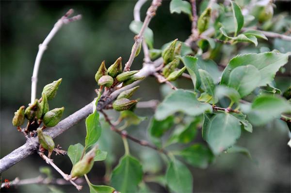 連翹最新價格走勢,機遇中的自信力量與自我成長展望