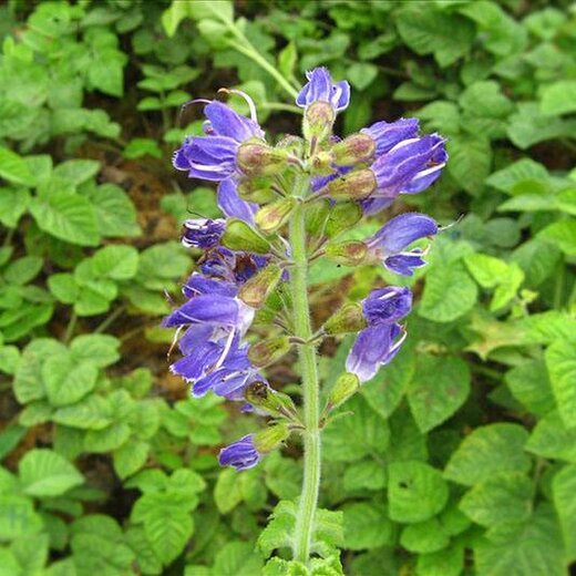 亳州丹參最新價(jià)格，市場(chǎng)走勢(shì)及選購指南全解析