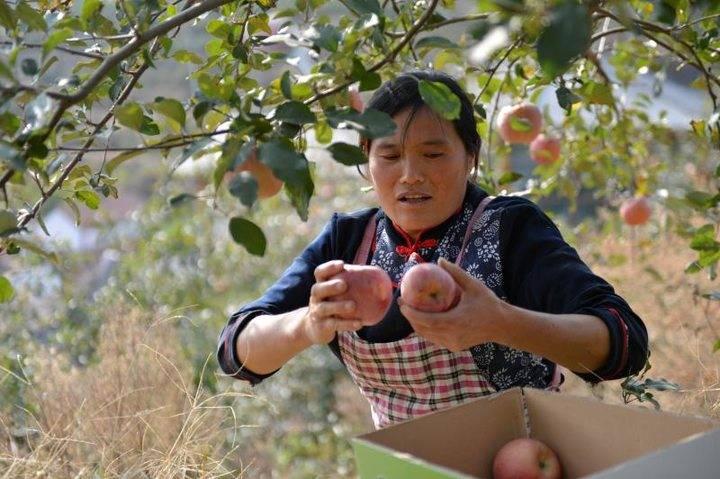 沂源蘋果最新價格,綠色之旅帶來內心的平靜