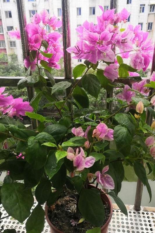 小巷深處的獨(dú)特花語(yǔ),最新殘花之美
