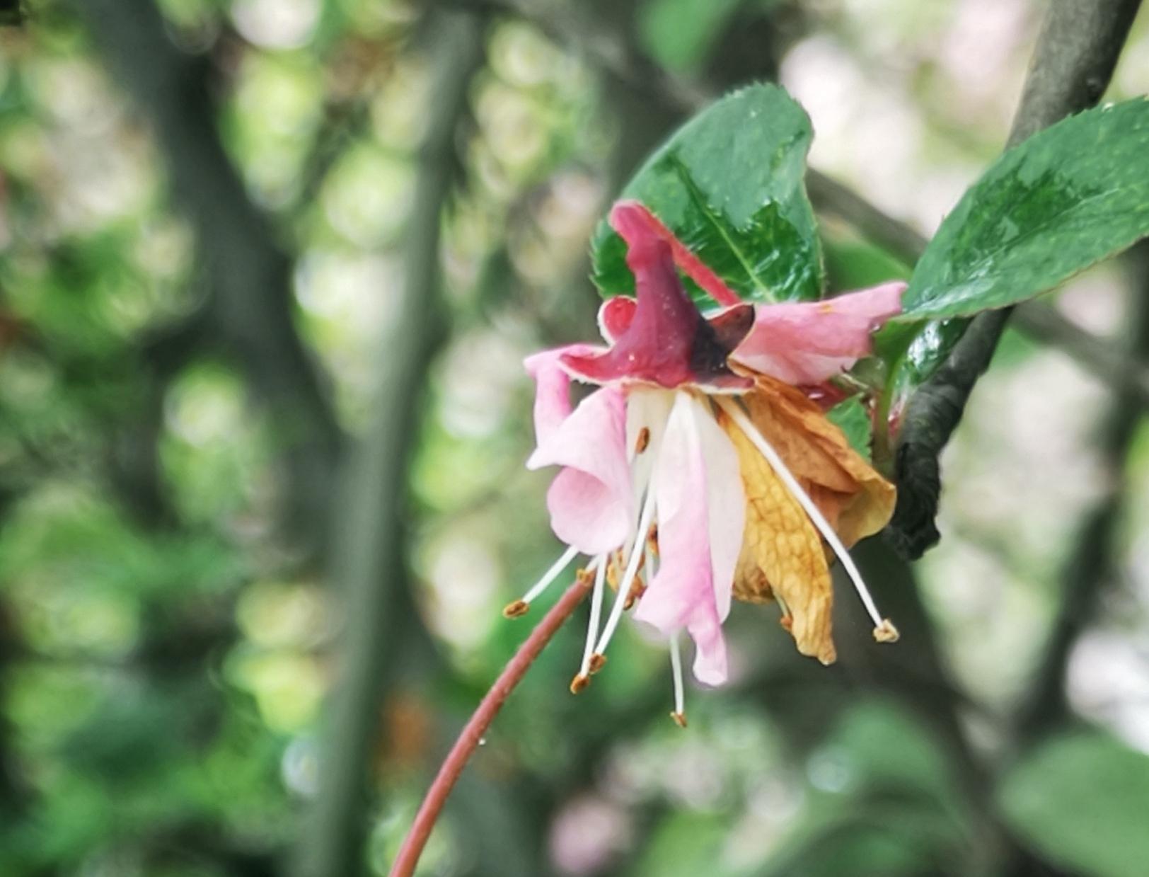 小巷深處的獨特花語,最新殘花之美