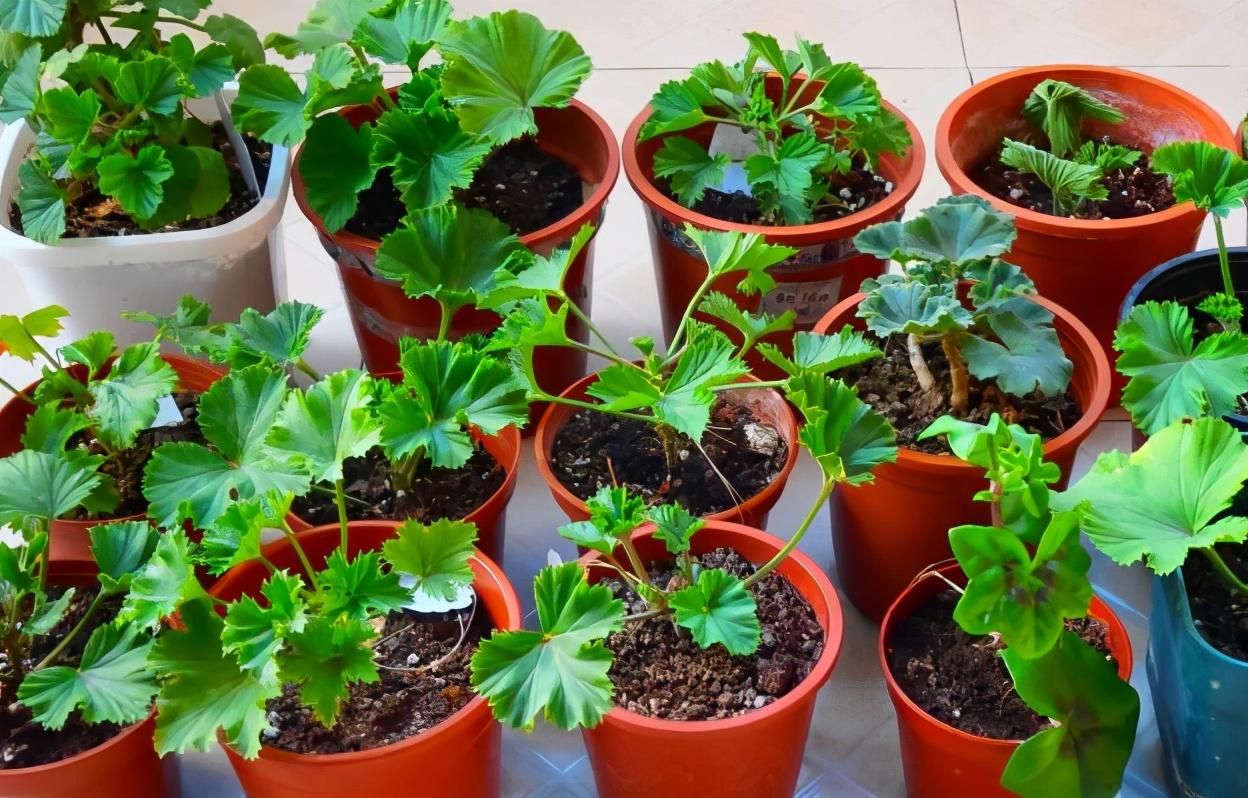 小巷深處的獨特花語,最新殘花之美