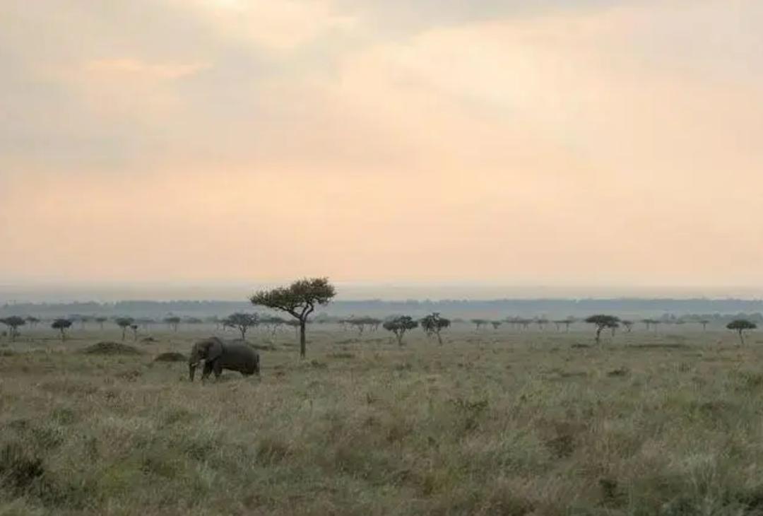 最新滅絕現(xiàn)象的觀點論述分析