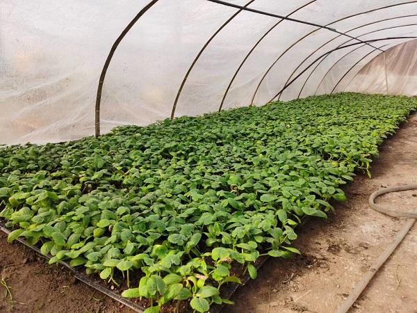 探索自然美景的輕松之旅,最新黃瓜社區