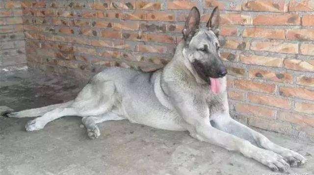 日本最新動態，溫馨日常趣事與最新情報分享