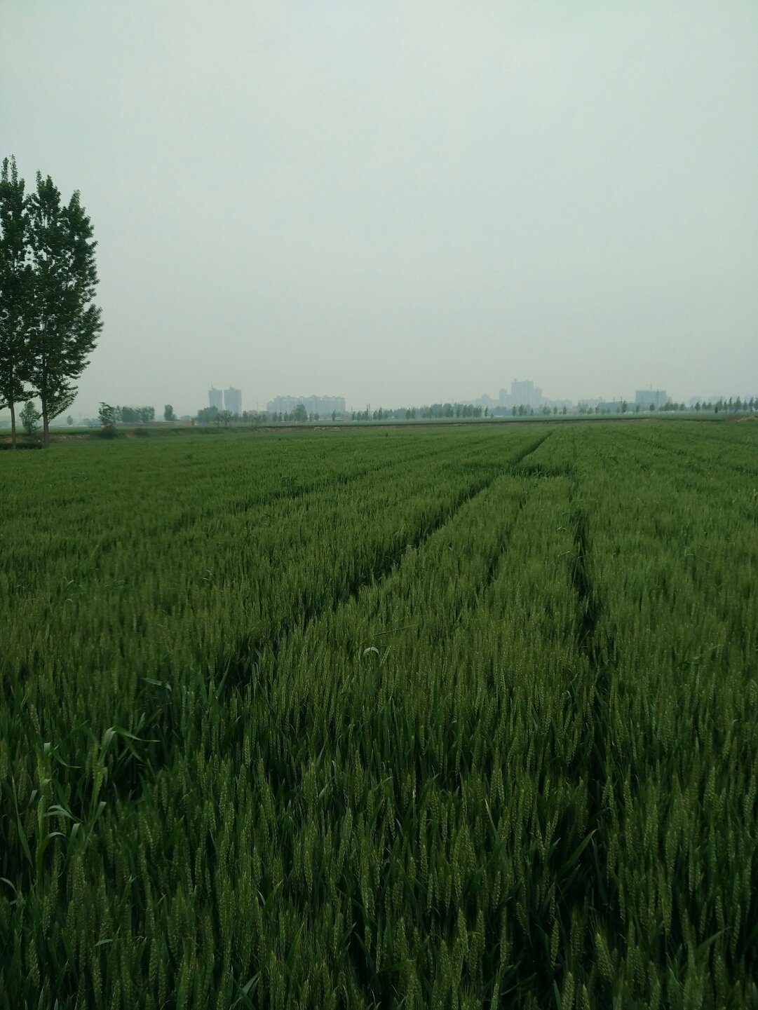 獲嘉天氣實時更新,最新氣象信息及未來趨勢解析