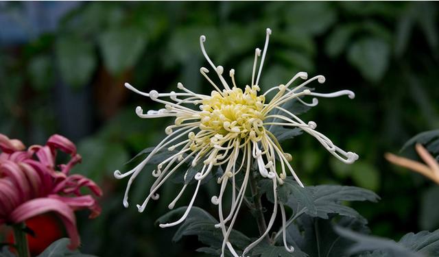 摧花最新配方揭秘,綻放美麗新篇章