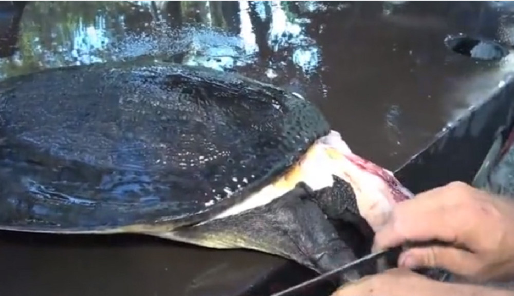 最新釣甲魚,一段垂釣樂趣的溫馨時光