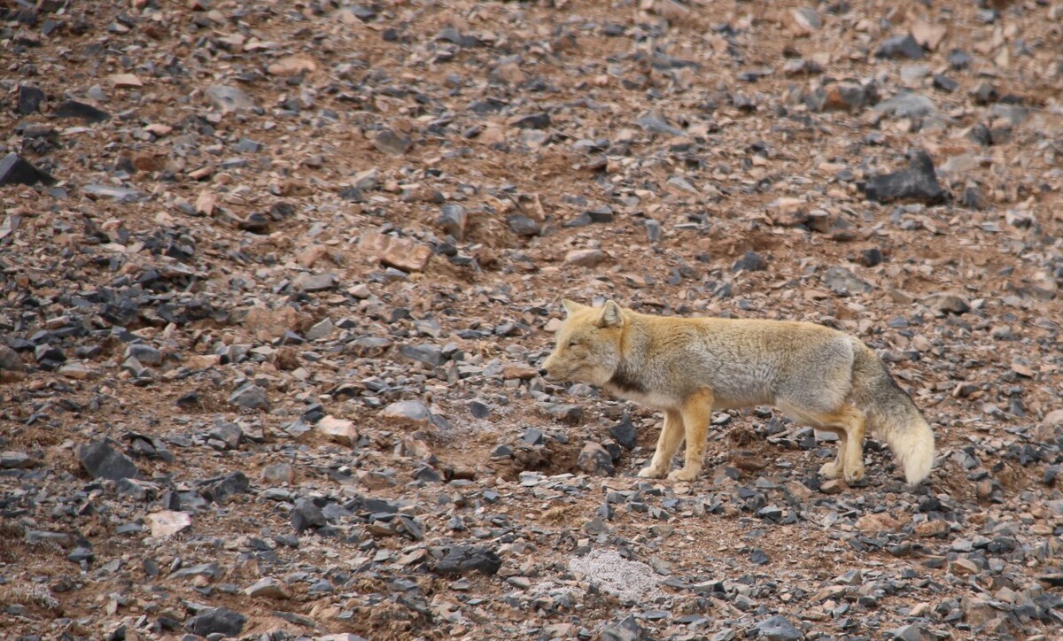 最新野狐,學(xué)習(xí)變化,自信助力夢(mèng)想實(shí)現(xiàn)