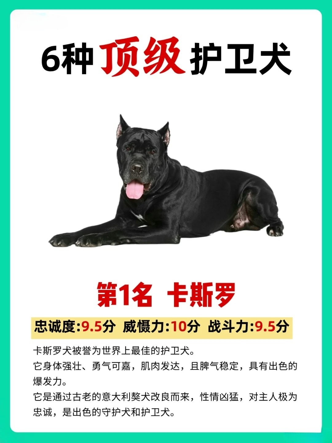 最新魏瑪犬高科技產品介紹與概述