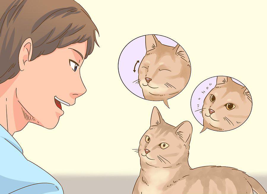 貓咪最新破譯,高科技重塑貓奴生活,智能養貓新時代的開啟