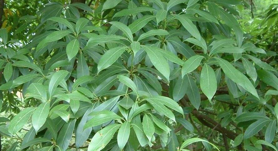 南山楠最新,自然美景的輕松探索之旅