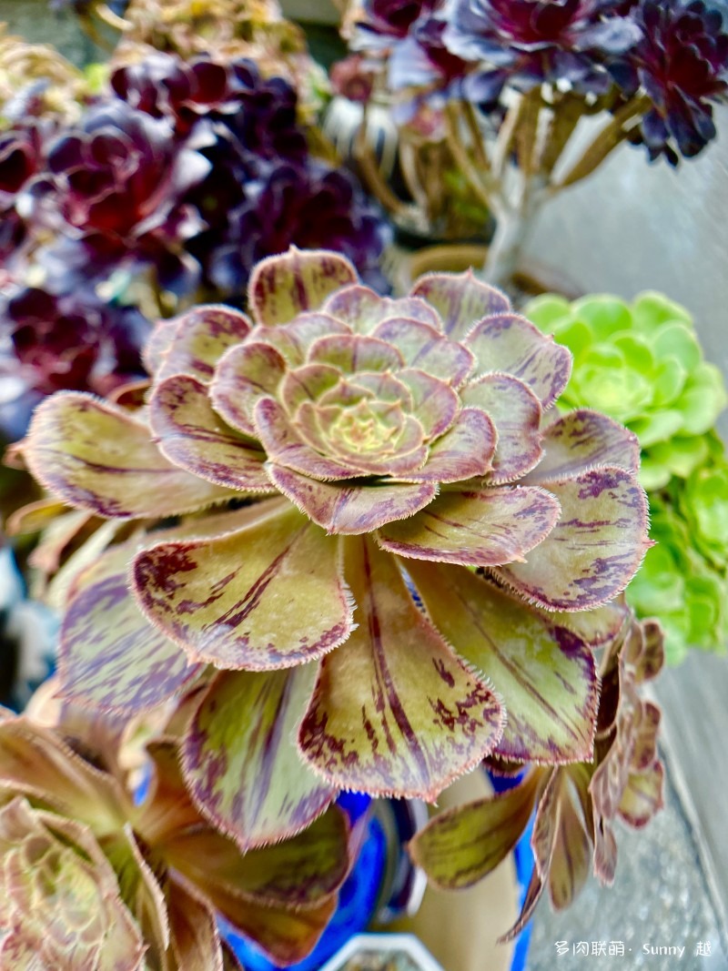 法師最新視頻揭秘,魔法與友情的奇妙日常之旅