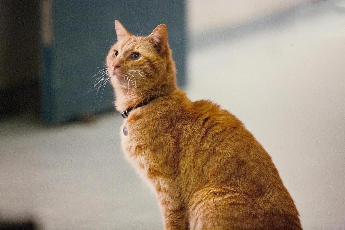 最新橘貓萌態大賞??