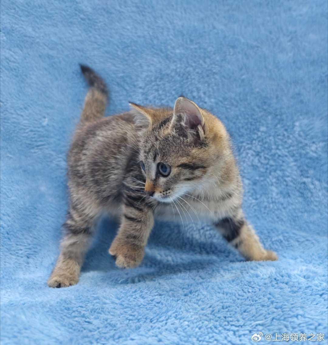 最新貓咪rr深度探究與論述