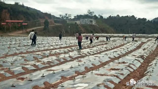 信宜最新肺炎，理解、應對與關愛